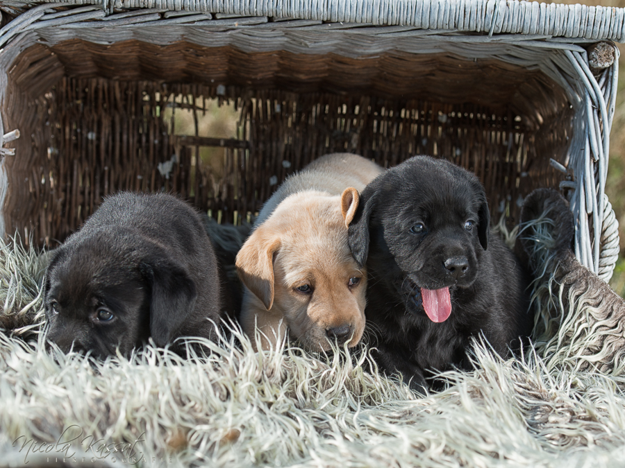 Xanthos' Nachkommen "vom Wallh�user Weg" 23.08.2015