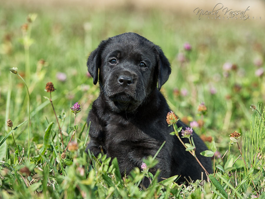 Xanthos' Nachkommen "vom Wallh�user Weg" 23.08.2015