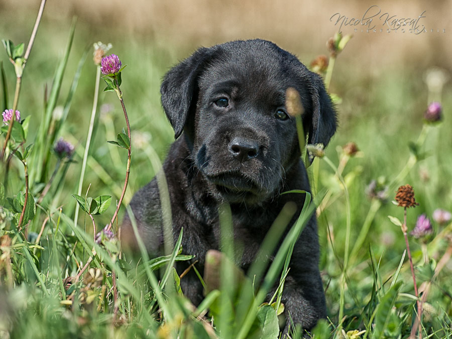 Xanthos' Nachkommen "vom Wallh�user Weg" 23.08.2015