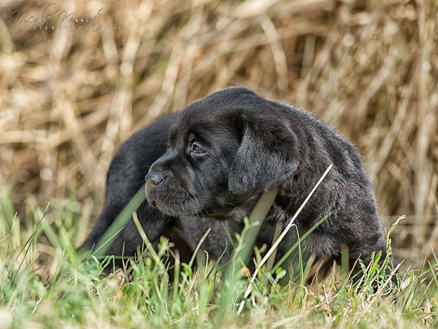 Xanthos' Nachkommen "vom Wallh�user Weg" 23.08.2015