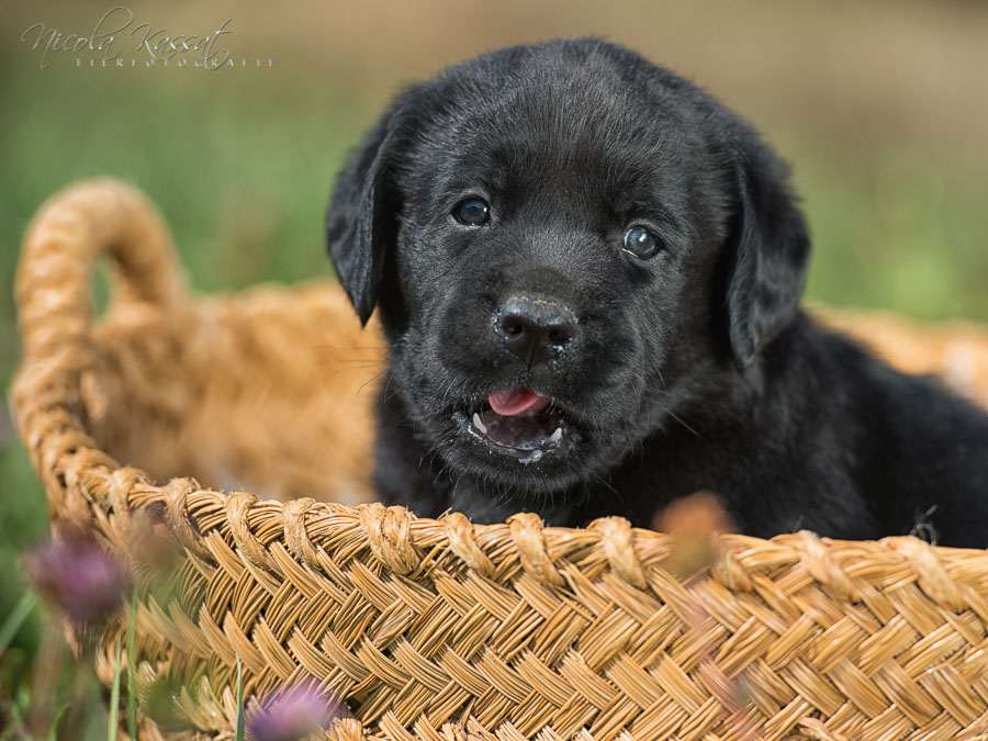 Xanthos' Nachkommen "vom Wallh�user Weg" 23.08.2015