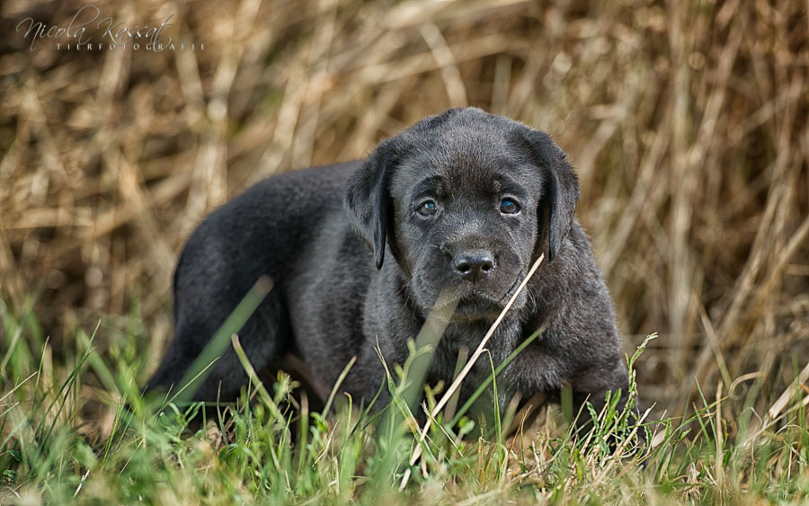 Xanthos' Nachkommen "vom Wallh�user Weg" 23.08.2015