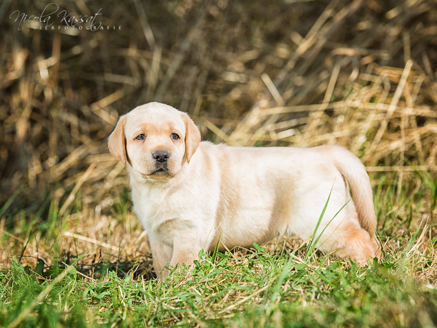Xanthos' Nachkommen "vom Wallh�user Weg" 23.08.2015