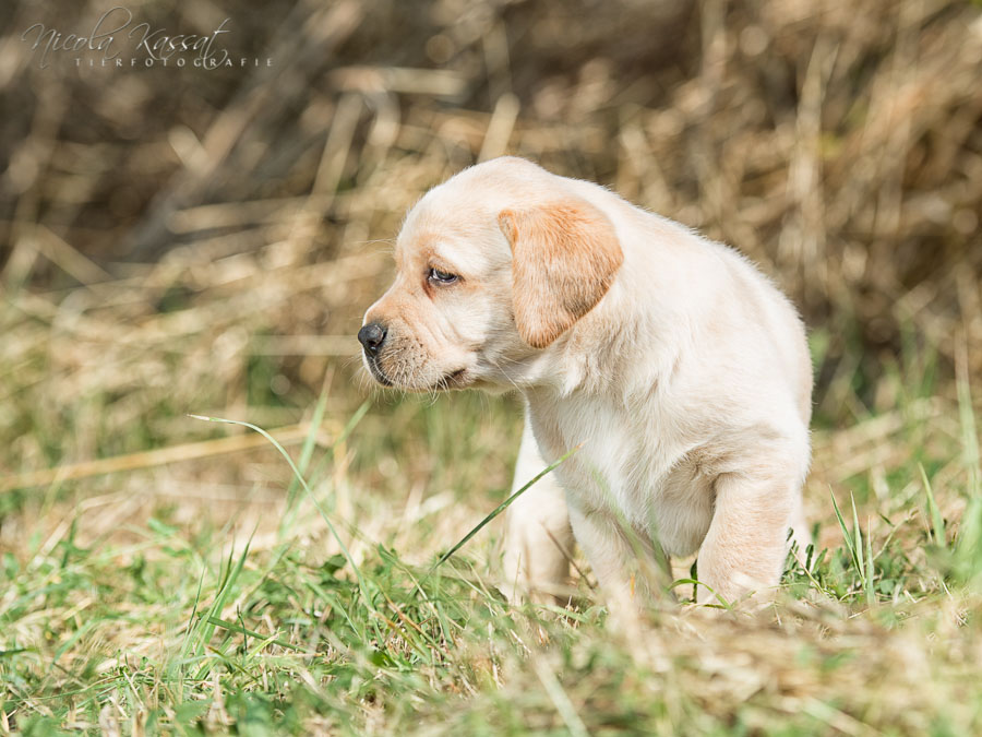 Xanthos' Nachkommen "vom Wallh�user Weg" 23.08.2015