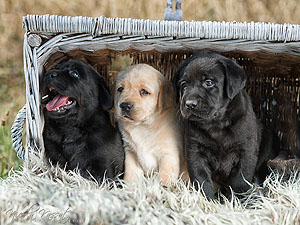 Xanthos' Nachkommen "vom Wallhäuser Weg"
