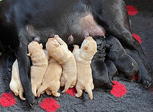 E-Wurf von Salinamonte