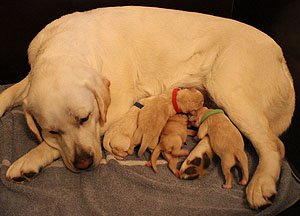 V-Wurf 'vom Zeppelinpark'