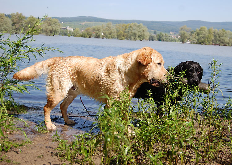 Xanthos & Quieta am Rhein  *  19.07.2014