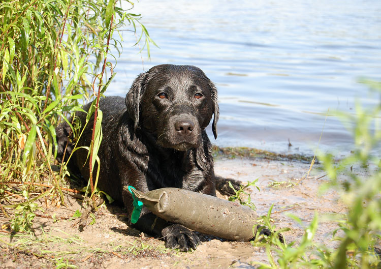 Xanthos & Quieta am Rhein  *  19.07.2014
