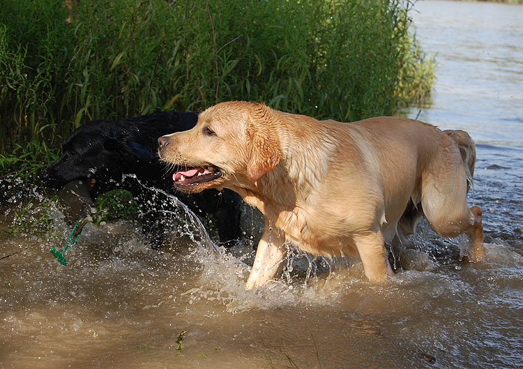 Xanthos & Quieta am Rhein   19.07.2014 