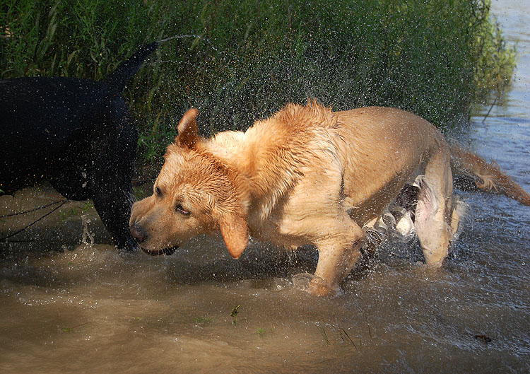 Xanthos & Quieta am Rhein   *   19.07.2014