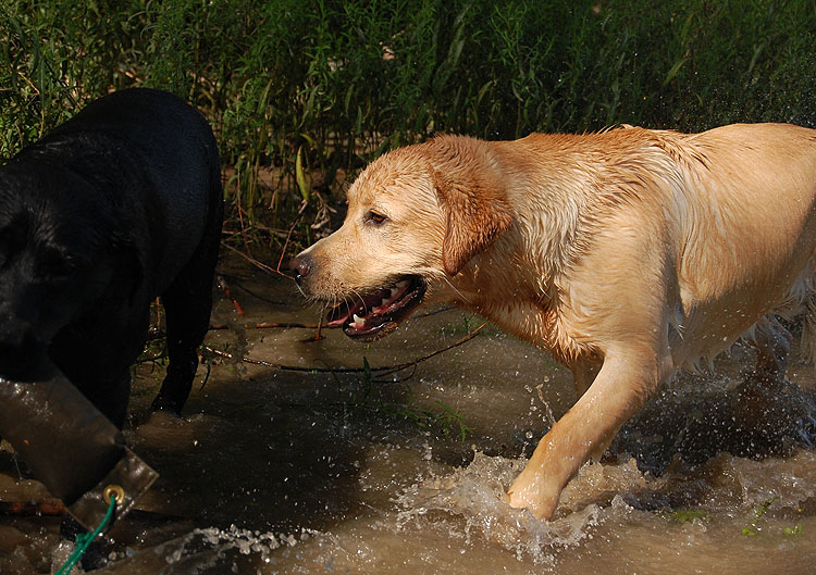 Xanthos & Quieta am Rhein  *  19.07.2014