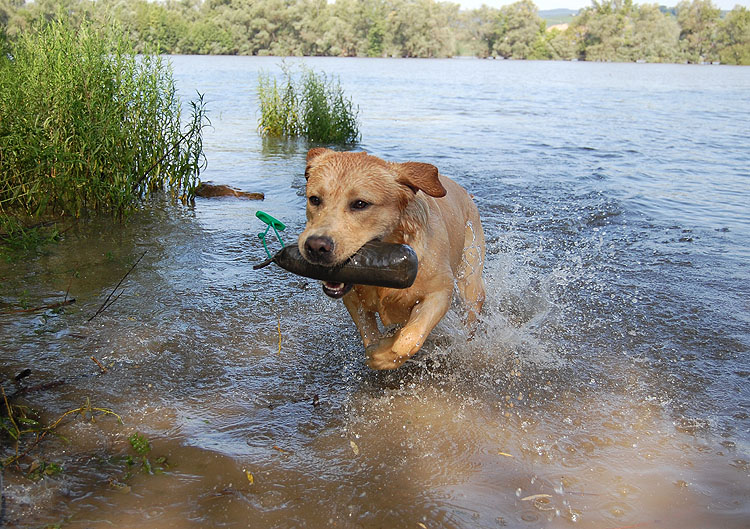 Xanthos & Quieta am Rhein  *  19.07.2014