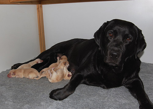 Y-Wurf   * 20.07.2013