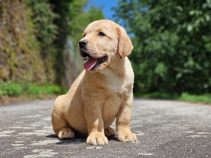 Yellowstone ex Chelsea