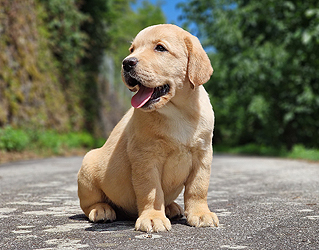 Yellowstone ex Chelsea