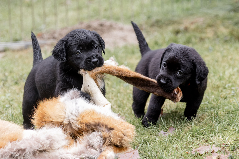 Z-ll-Wurf   -   29.11.2025