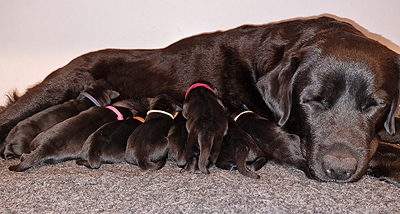 Z-ll-Wurf 15.10.2025