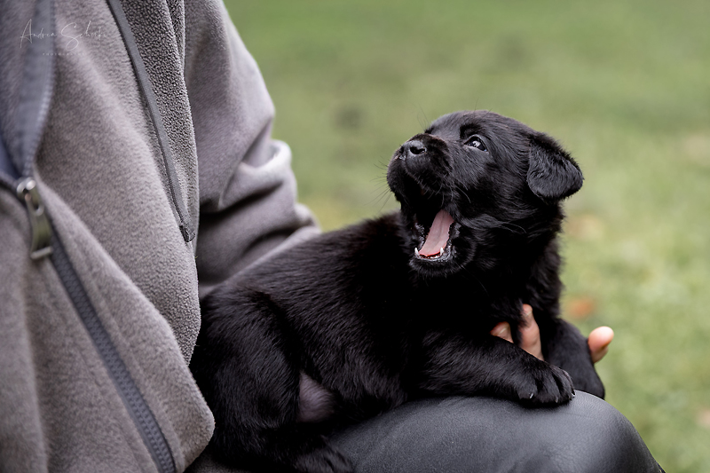 Z-ll-Wurf  -  14.11.2025