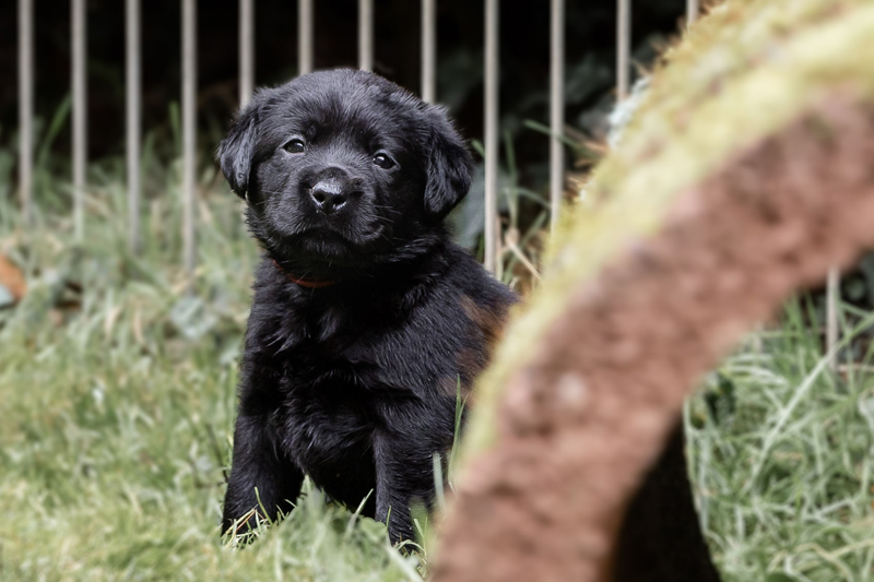 Z-ll-Wurf  -  14.11.2025