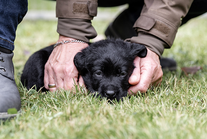 Z-ll-Wurf  -  14.11.2025