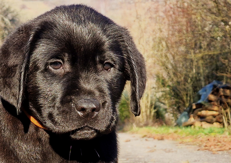 Ziggy ex Chelsea  -  10 Wochen alt