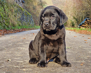 Zippo ex Chelsea  -  16.12.2025