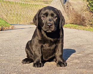 Zita ex Chelsea  -  25.12.2025