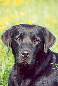 Ginny vom Alstätter Moor