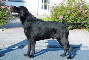 Fameflair Monty Python