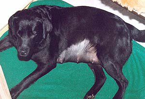 Chelsea kurz vor der Geburt