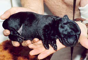 Schwarzer Welpe, 5 Tage alt - 25. Juni 2001